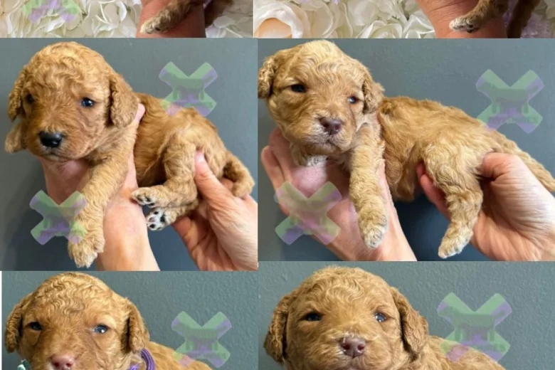Miniature Poodle