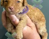 Miniature Poodle
