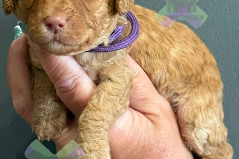 Miniature Poodle