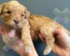 Miniature Poodle
