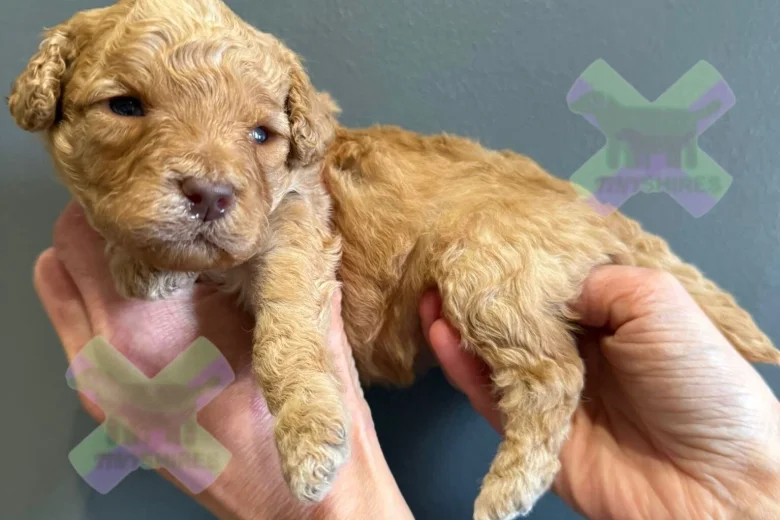 Miniature Poodle