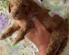 Miniature Poodle
