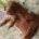 Miniature Poodle