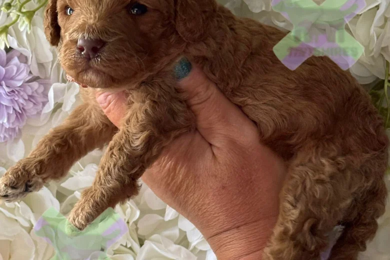 Miniature Poodle