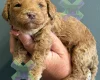 Miniature Poodle