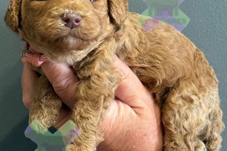 Miniature Poodle