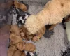 Miniature Poodle