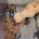 Miniature Poodle