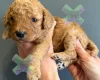 Miniature Poodle