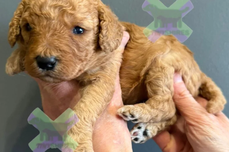 Miniature Poodle