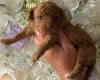 Miniature Poodle