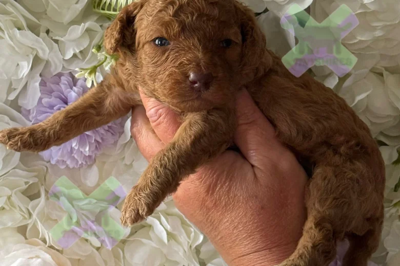 Miniature Poodle