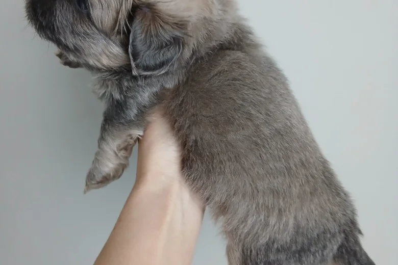 Shih Tzu
