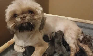 Shih Tzu