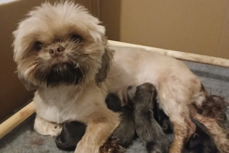 Shih Tzu