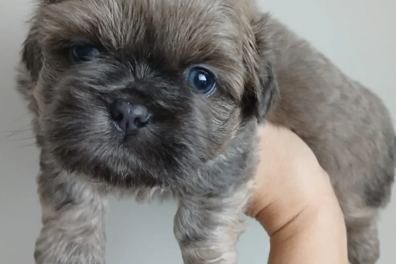 Shih Tzu