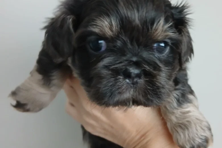 Shih Tzu