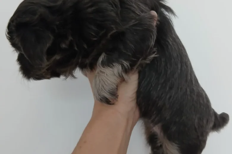 Shih Tzu