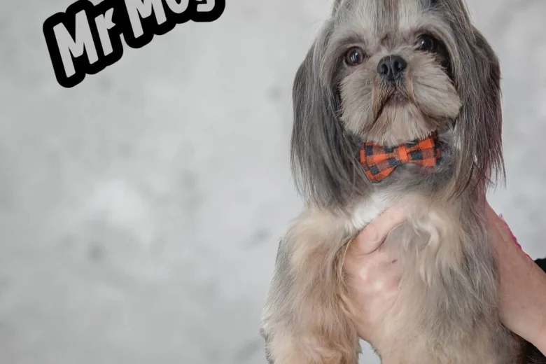 Shih Tzu