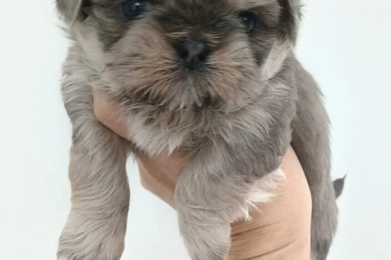 Shih Tzu