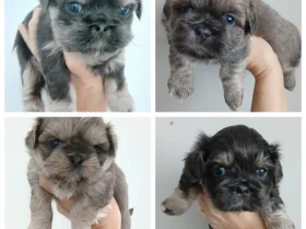 Shih Tzu
