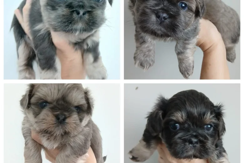 Shih Tzu