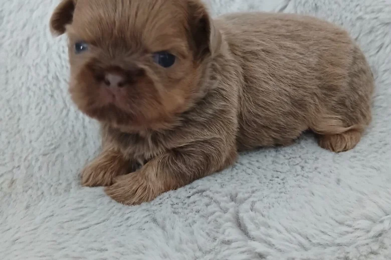 Shih Tzu