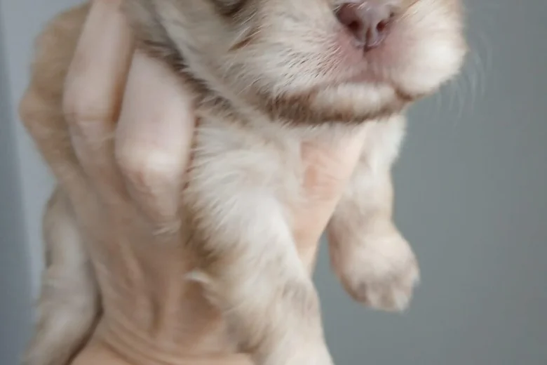 Shih Tzu
