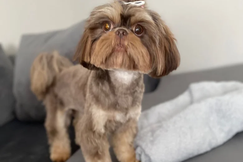 Shih Tzu