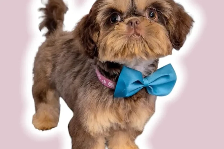 Shih Tzu