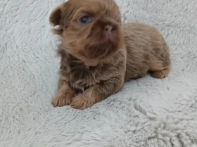 Shih Tzu