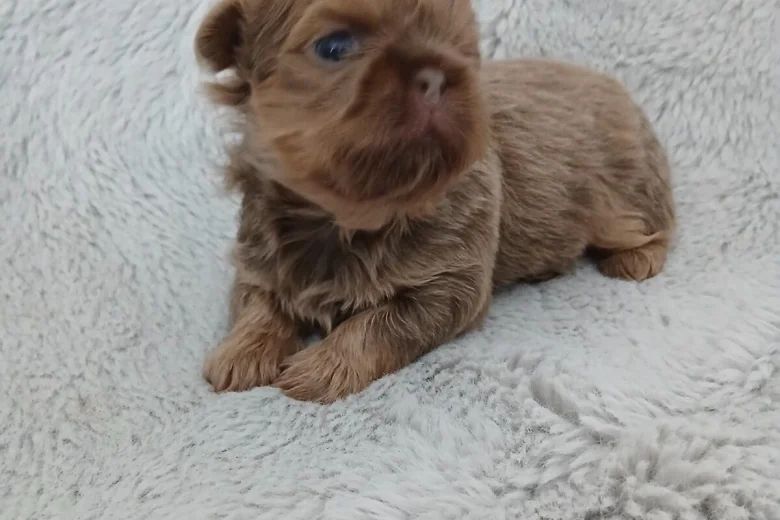 Shih Tzu