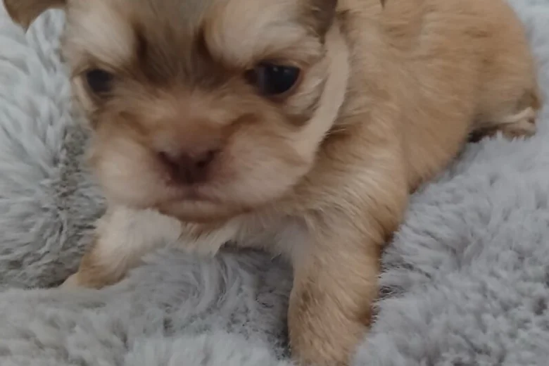 Shih Tzu