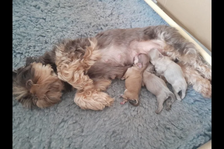 Shih Tzu