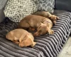 Dachshund (Miniature Smooth Haired)