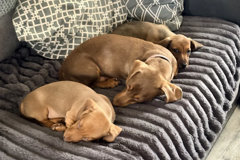 Dachshund (Miniature Smooth Haired)