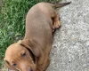 Dachshund (Miniature Smooth Haired)