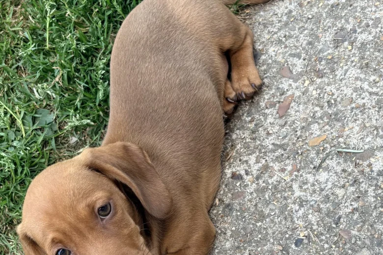 Dachshund (Miniature Smooth Haired)