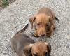 Dachshund (Miniature Smooth Haired)