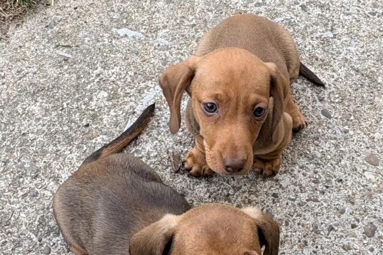 Dachshund (Miniature Smooth Haired)