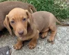 Dachshund (Miniature Smooth Haired)