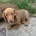 Dachshund (Miniature Smooth Haired)