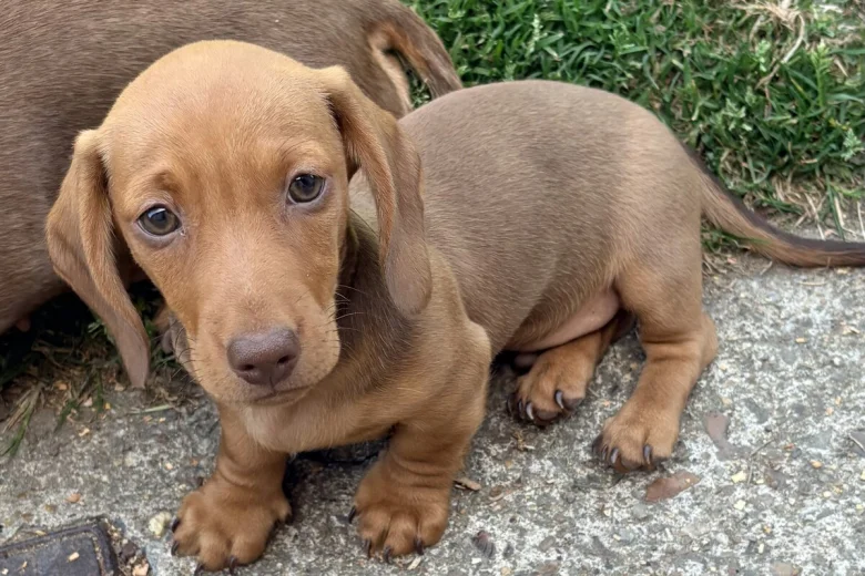 Dachshund (Miniature Smooth Haired)