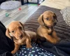 Dachshund (Miniature Smooth Haired)