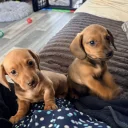 Dachshund (Miniature Smooth Haired)