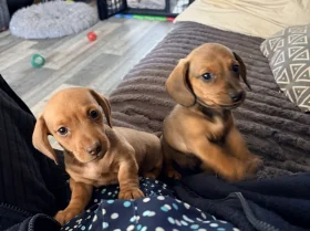 Dachshund (Miniature Smooth Haired)