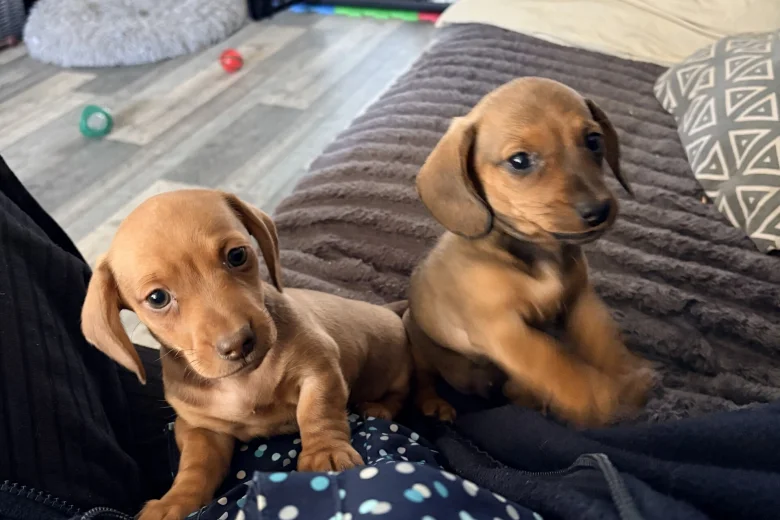 Dachshund (Miniature Smooth Haired)