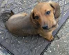 Dachshund (Miniature Smooth Haired)