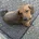 Dachshund (Miniature Smooth Haired)