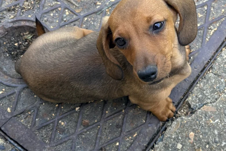 Dachshund (Miniature Smooth Haired)